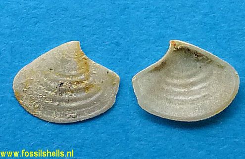 Myadora species