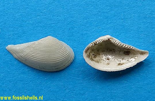 Saccella hedleyi