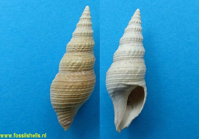 Phenatoma rosea