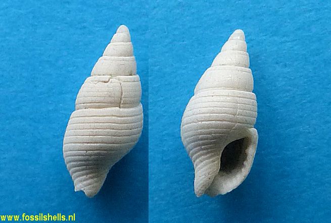 Liratilia species