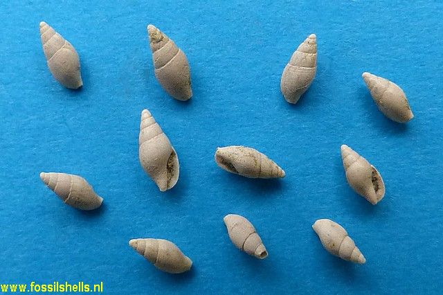 Zemitrella choava