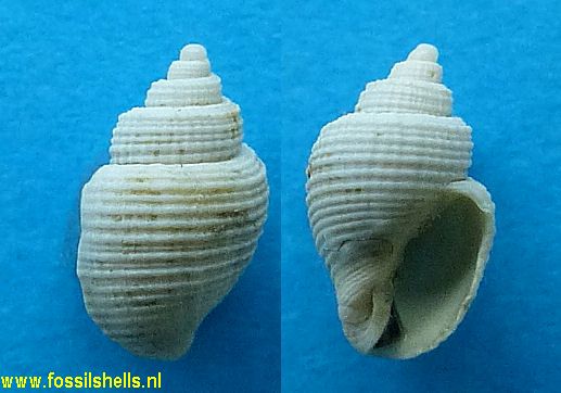 Zeadmete poliocenica