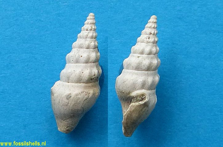 Splendrillia annectens