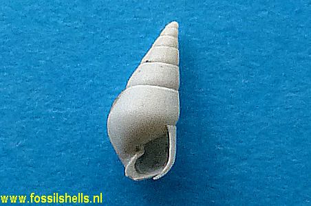 Agatha georgiana