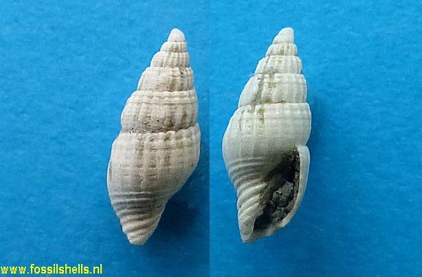 Austromitra species