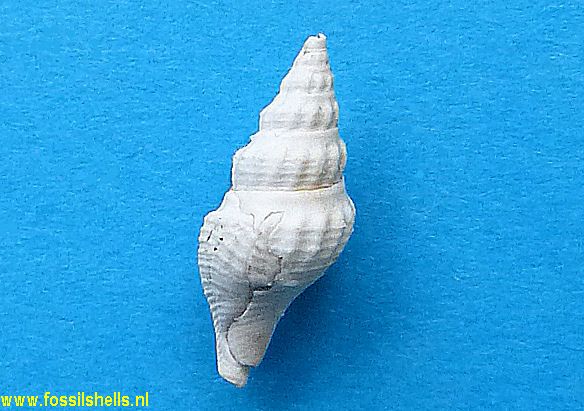 Splendrillia anomala