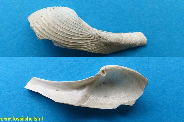 Cuspidaria willetti