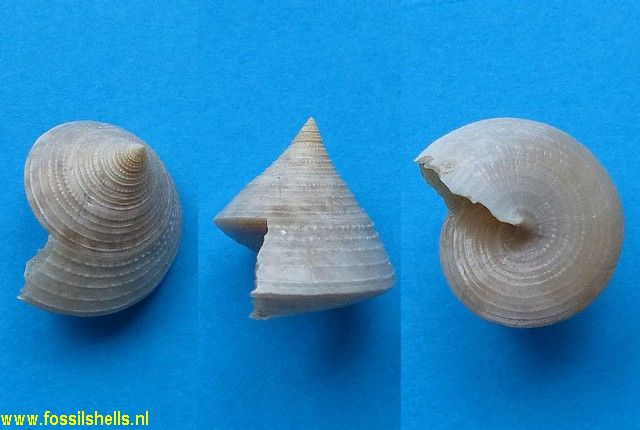 Calliostoma hawera