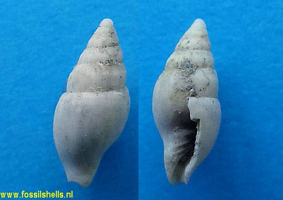 Microvoluta species