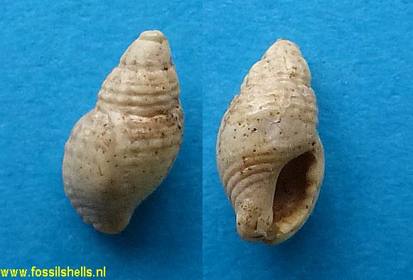 Neoguraleus species