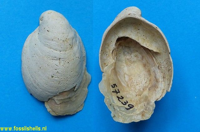 Ostrea using Crepidula
