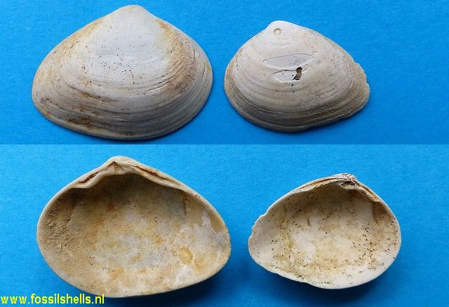 Spisula aequilateralis