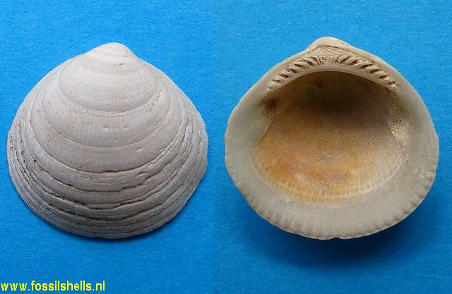 Glycymeris modesta