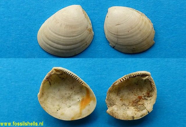 Ennucula strangei
