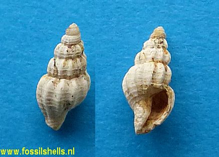 Neoguraleus species