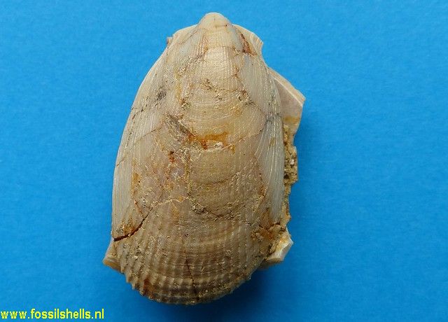 Limaria orientalis