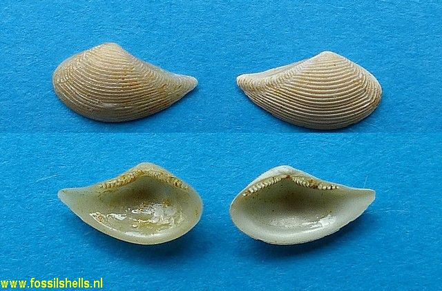 Saccella bellula