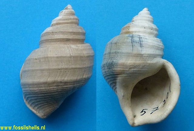 Pelicaria vermis vermis