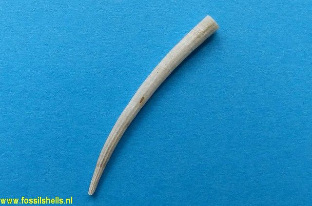 Dentalium nanum
