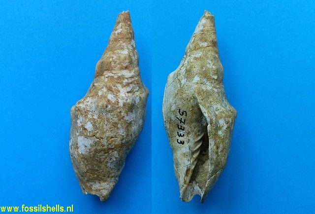 Alcithoe arabica