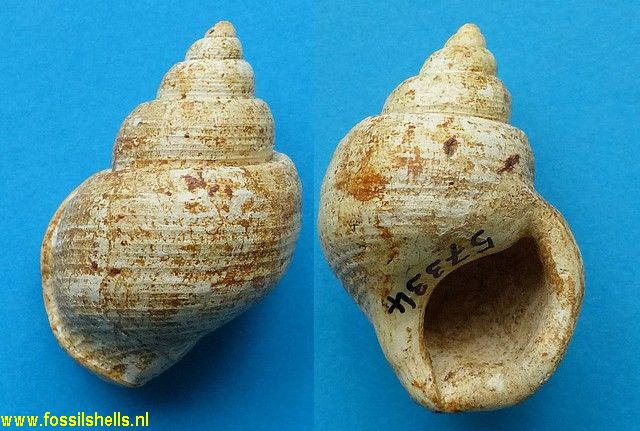 Pelicaria convexa