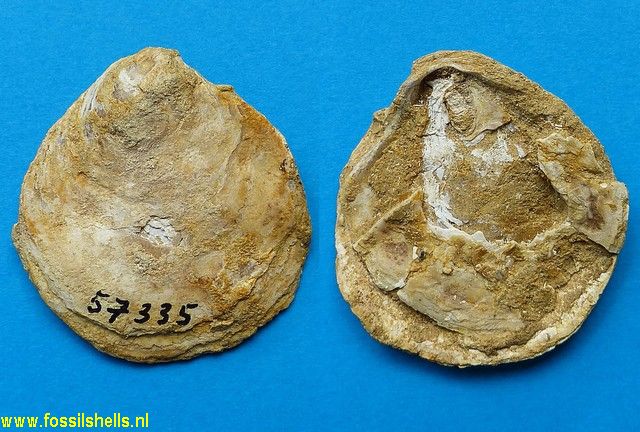 Anomia trigonopsis