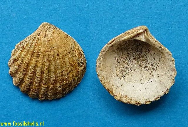 Cardita species