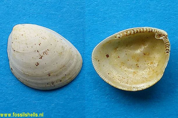 Nucula species