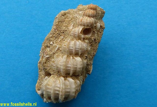 Epitonium species