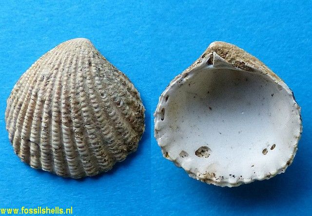 Cardita species
