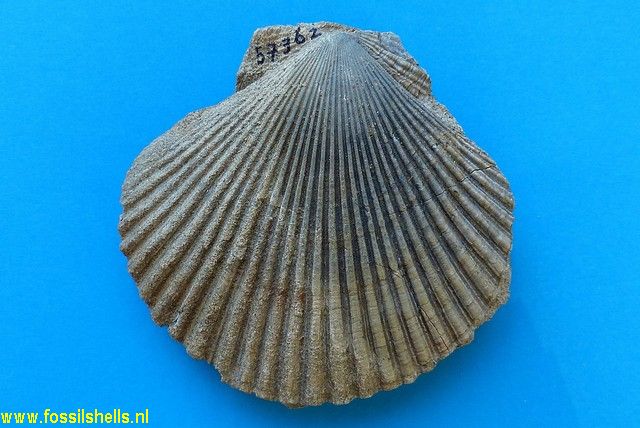 Mesopeplum hilli