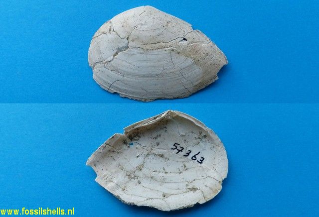 Tellina liliana