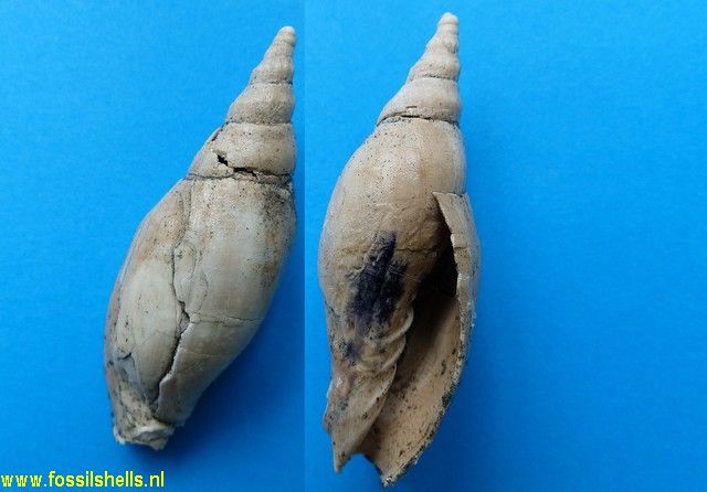 Alcithoe fusus hedleyi