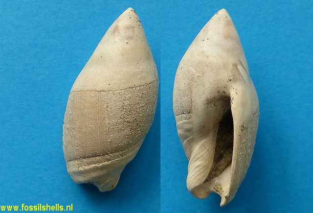 Amalda oraria