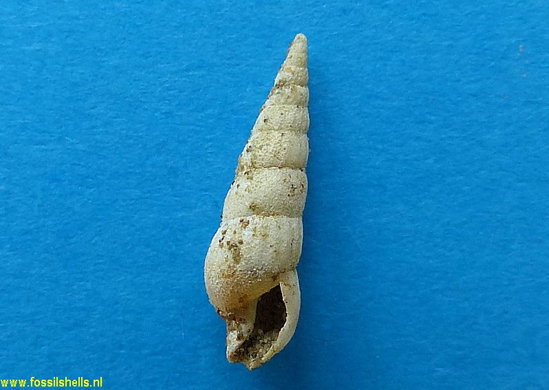 Diplomeriza species
