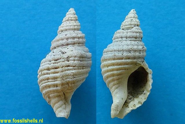Xymene species