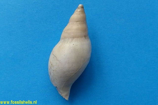 Iredalina mirabilis