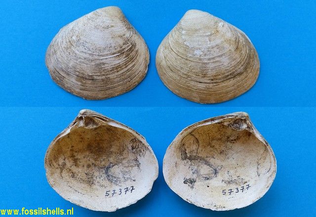 Mactra ovata ovata