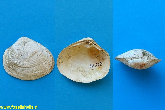 Mactra ovata tristis