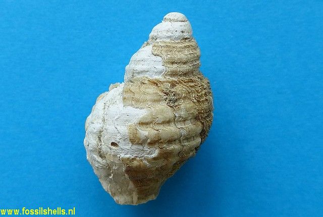 Lepsithais lacunosus
