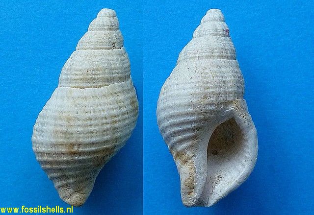 Buccinulum vittatum littorinoides