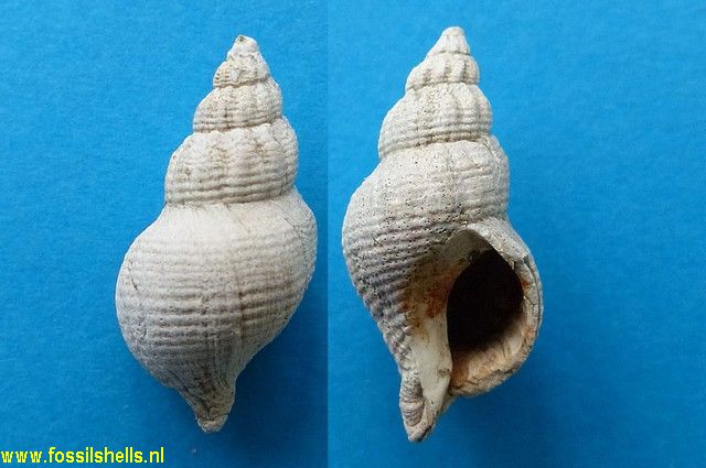 Buccinulum species