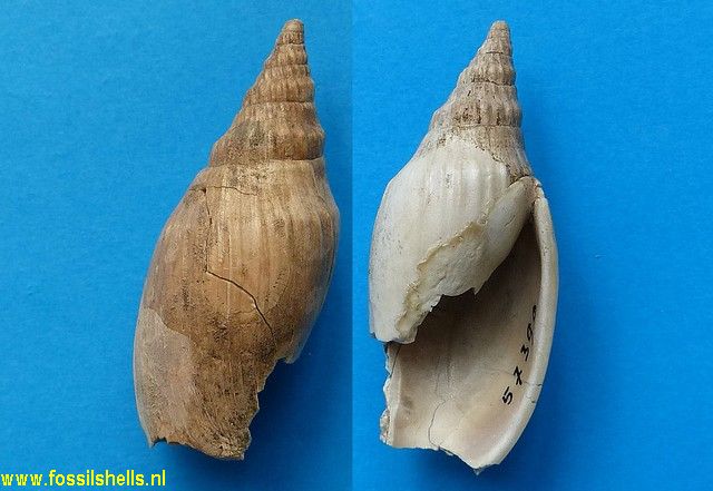 Alcithoe fusus hedleyi