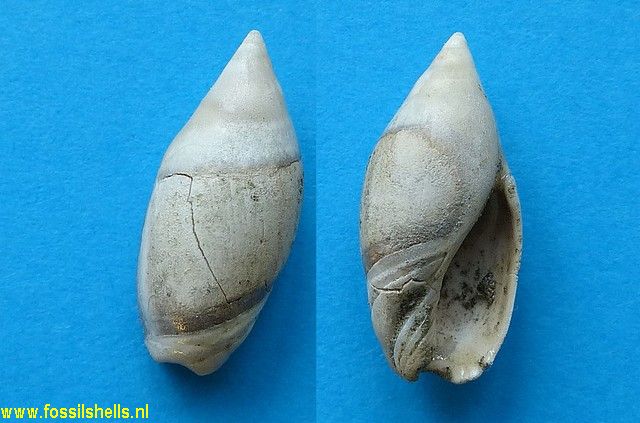 Amalda mucronata