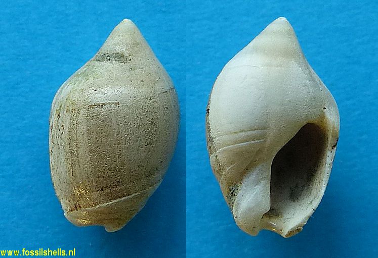 Amalda depressa