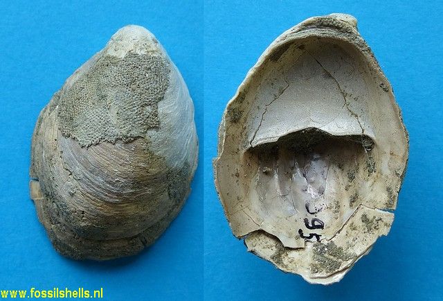 Crepidula species