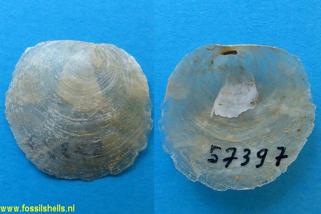 Anomia trigonopsis