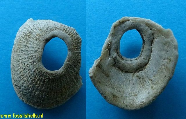 Diodora monilifera