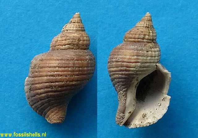 Buccinulum species