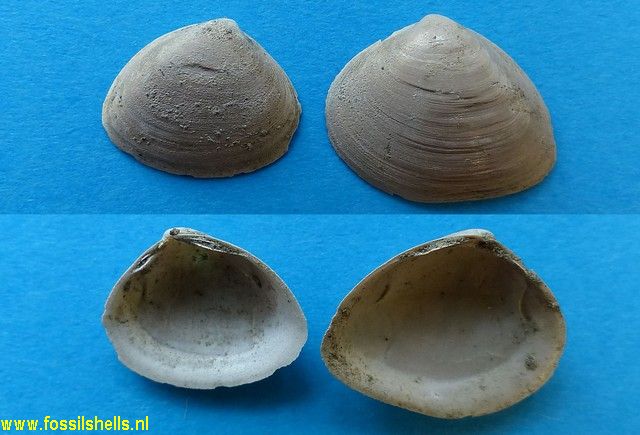 Mactra ordinaria